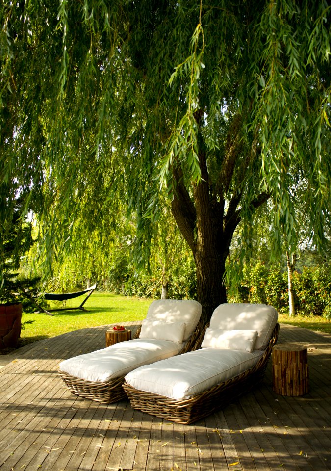 Tree Plant Outdoor Furniture Leaf