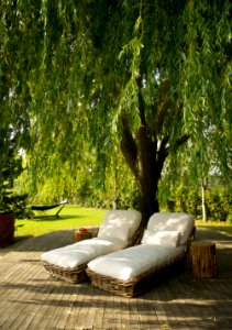 Tree Plant Outdoor Furniture Leaf