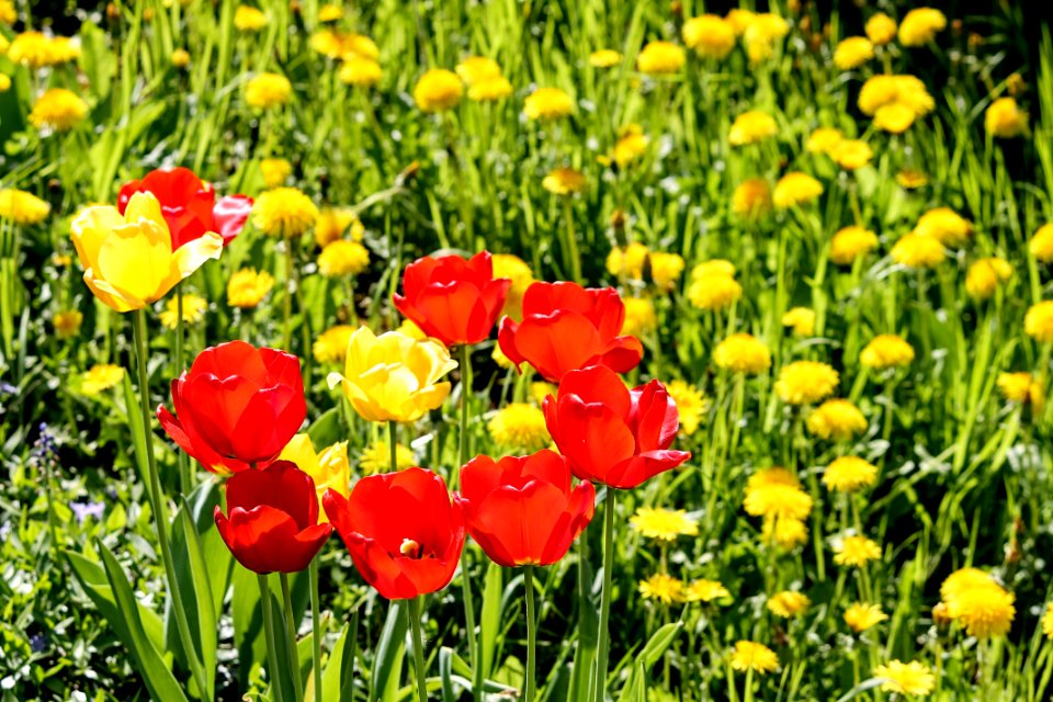 Flower Field Wildflower Meadow photo