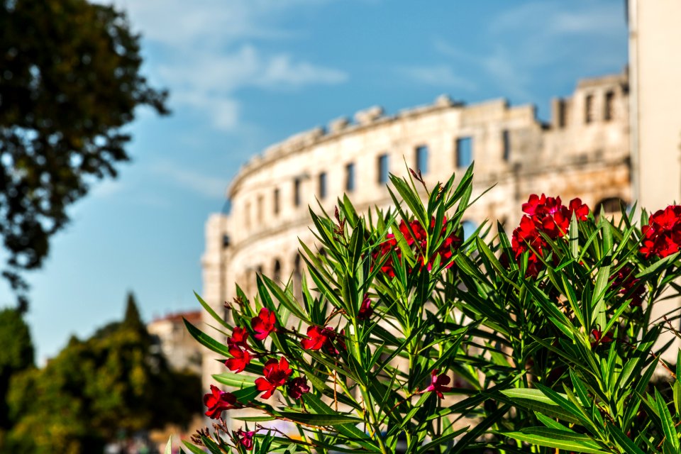 Flower Plant Sky Landmark