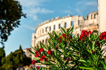 Flower Plant Sky Landmark