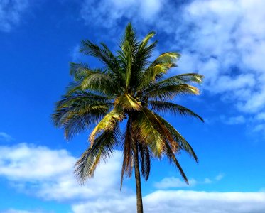 Sky Tree Palm Tree Arecales