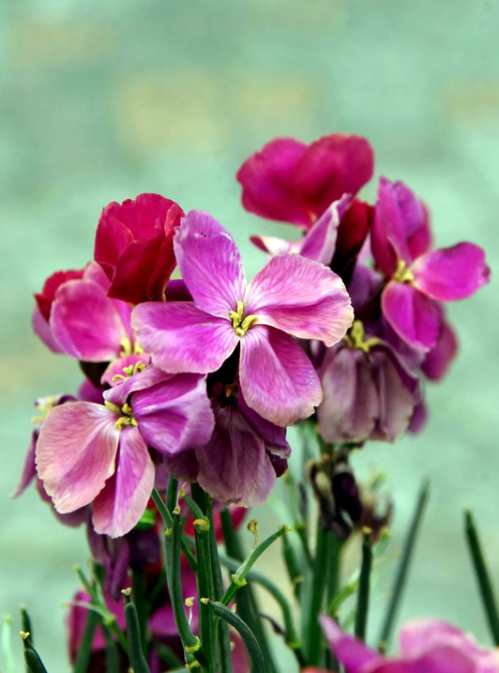 Flower Pink Flora Plant