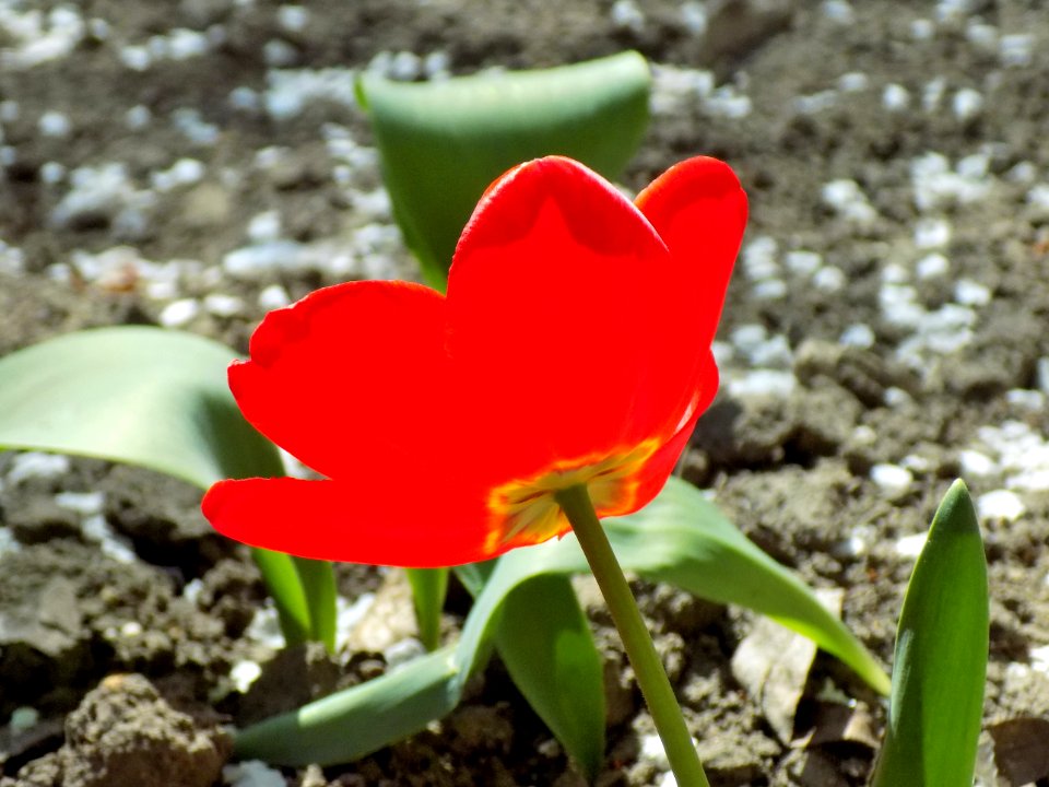 Flower Plant Flowering Plant Tulip