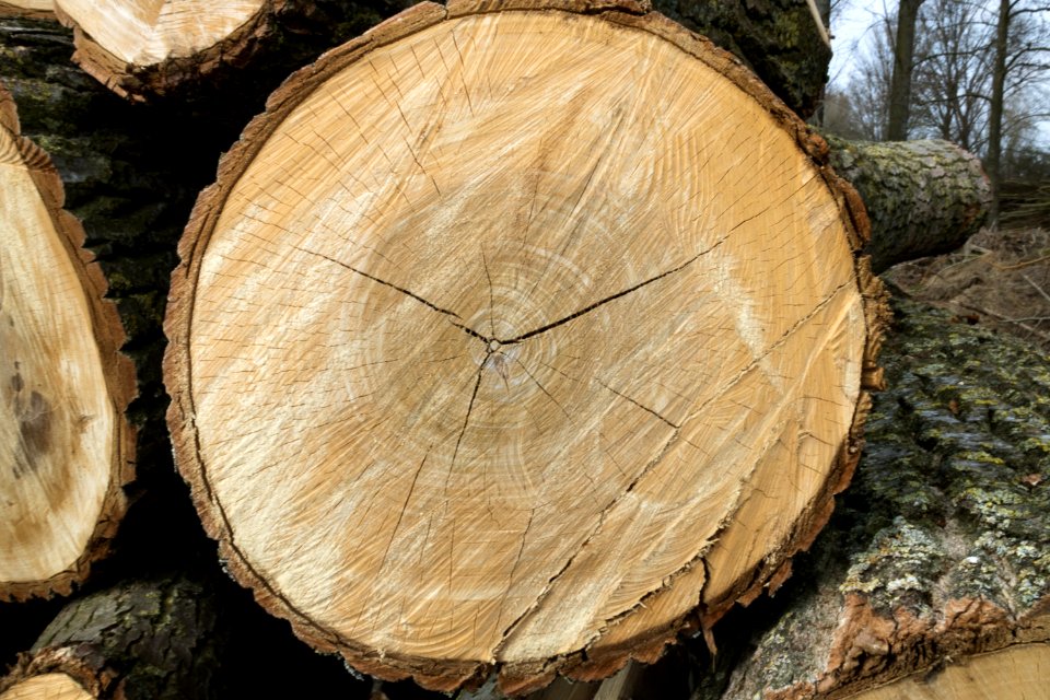 Wood Tree Trunk Lumber