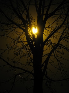 Night autumn fog photo