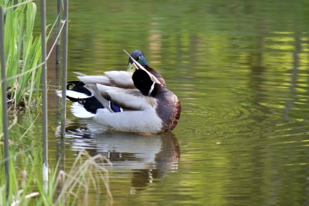Bird Duck Water Fauna photo