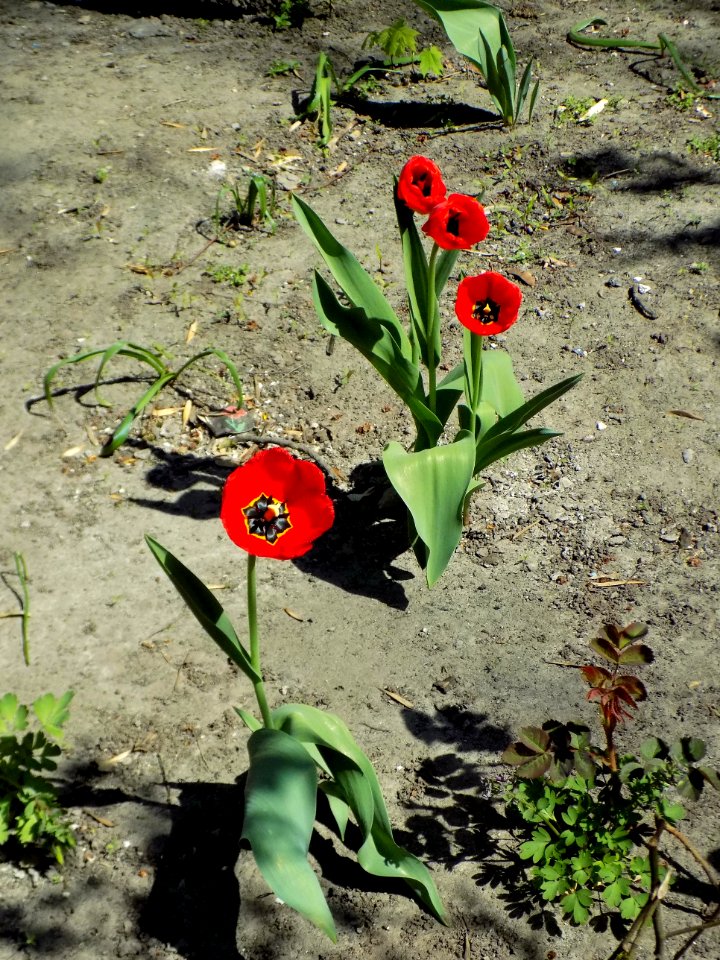 Flower Plant Flowering Plant Flora