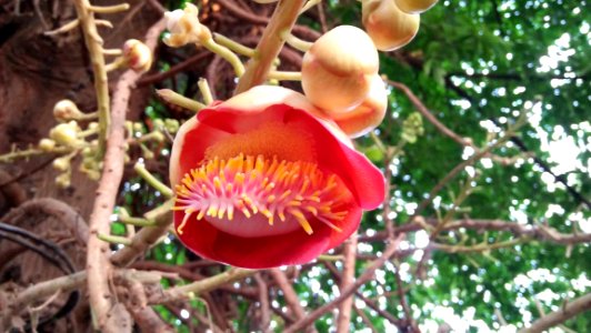Couroupita Cannonball Tree Plant Flower