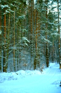 Snow Winter Nature Ecosystem photo
