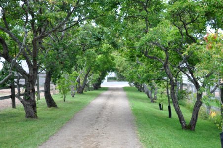 Tree Vegetation Plant Grove