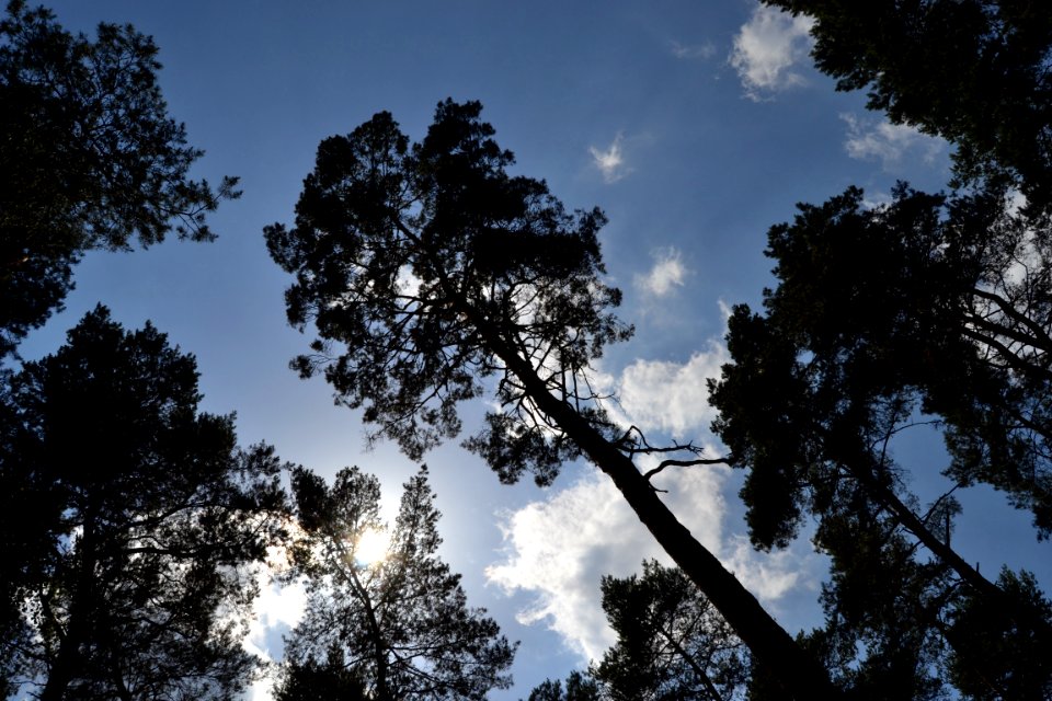 Sky Tree Cloud Nature