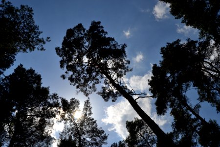 Sky Tree Cloud Nature photo