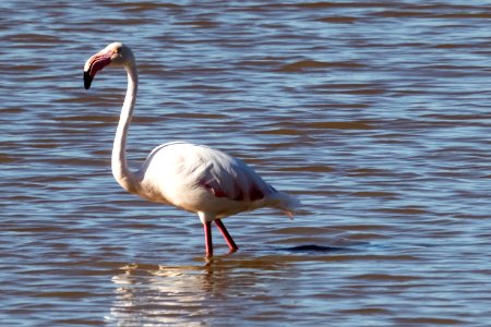 Bird Flamingo Water Bird Fauna photo
