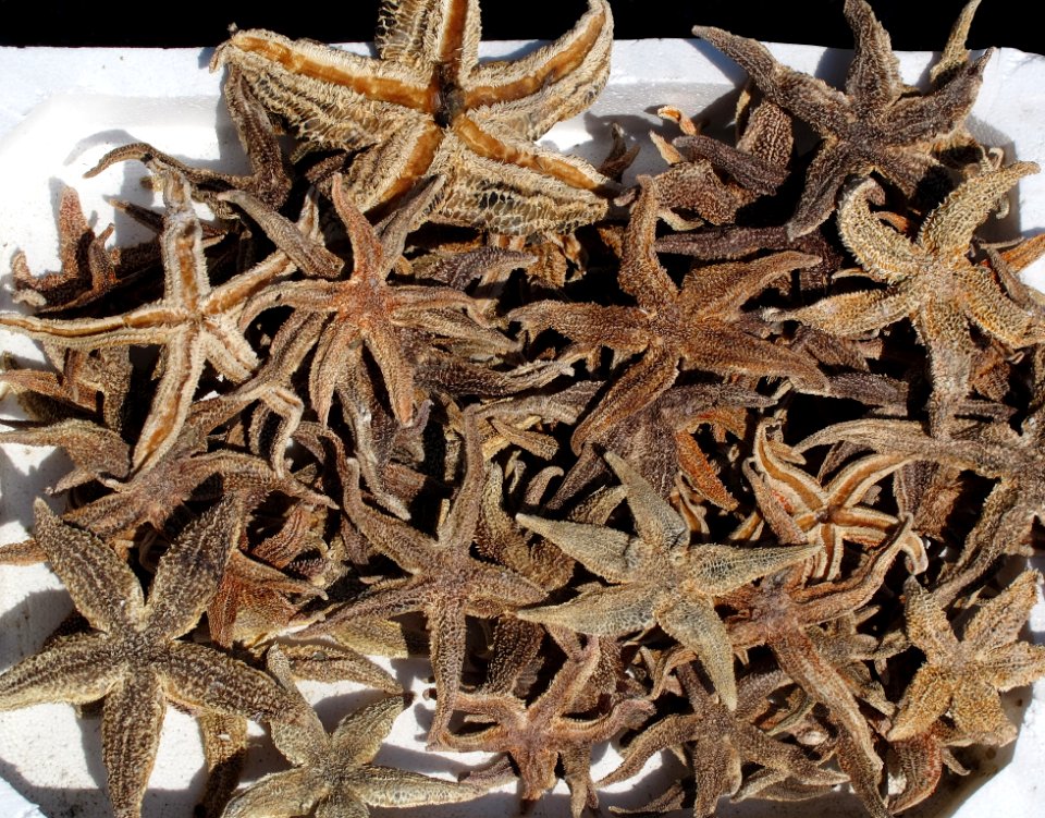 Starfish Echinoderm Dianhong