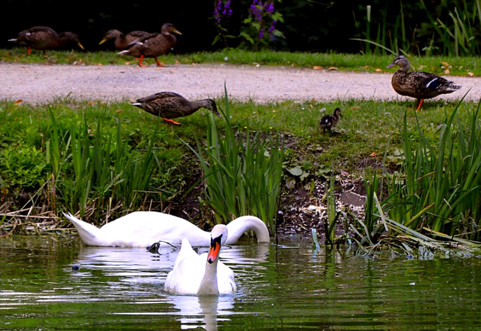 Bird Water Fauna Pond
