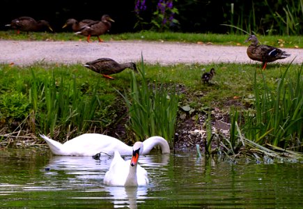 Bird Water Fauna Pond photo