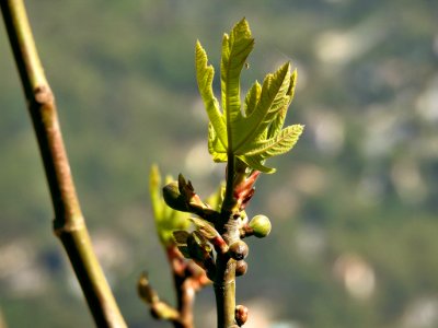 Leaf Plant Bud Twig photo