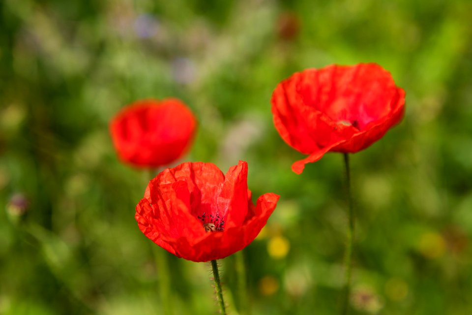 Flower Wildflower Poppy Meadow
