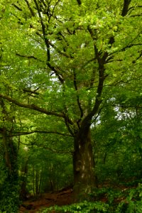 Tree Woodland Vegetation Ecosystem photo