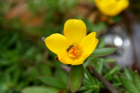 Flower Yellow Flora Wildflower photo