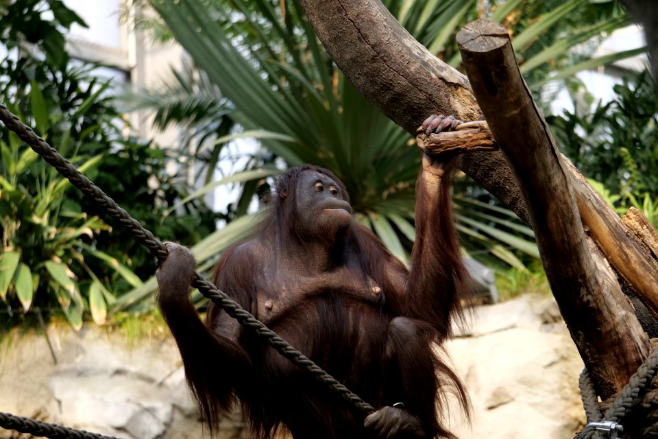 Mammal Fauna Great Ape Primate