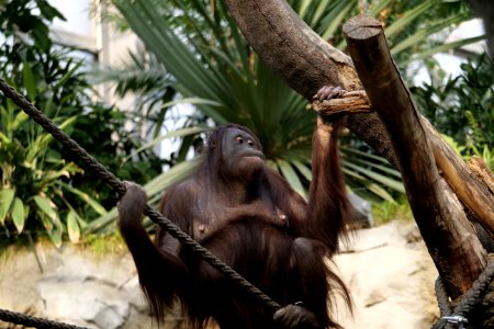 Mammal Fauna Great Ape Primate