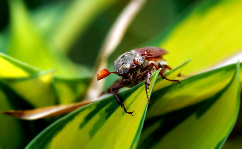 Insect Pest Macro Photography Close Up