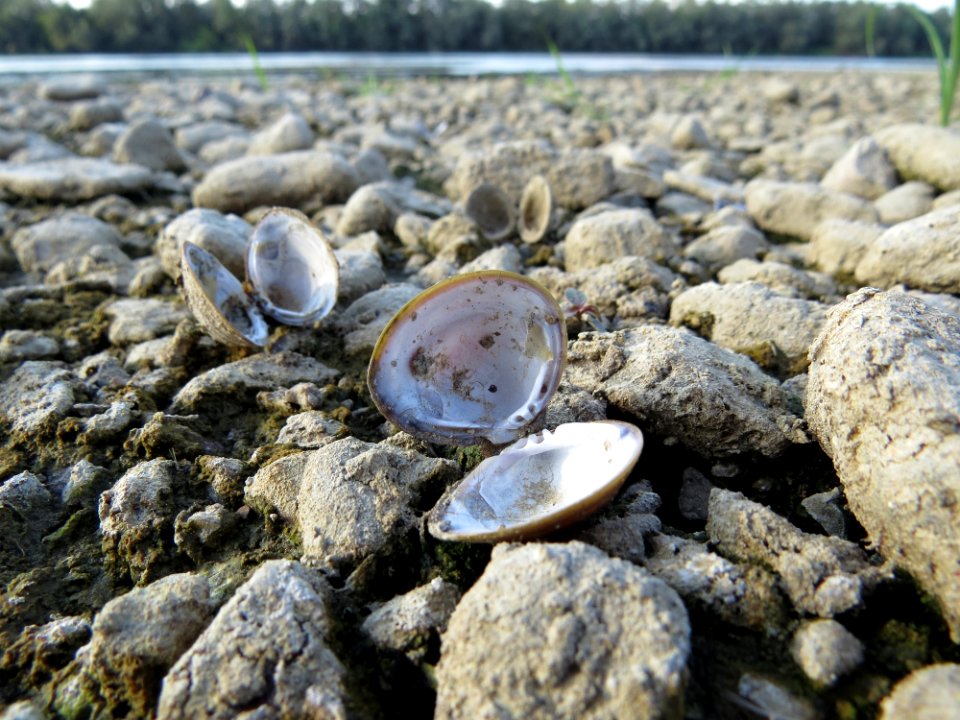 Clams Oysters Mussels And Scallops Water Clam Rock