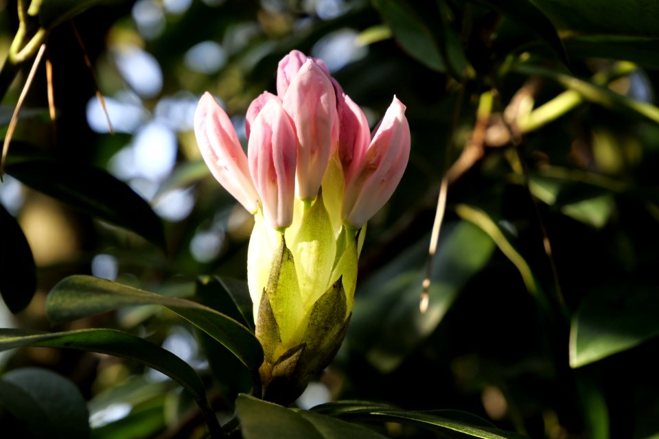 Plant Flower Flora Flowering Plant