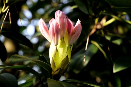 Plant Flower Flora Flowering Plant