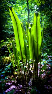 Vegetation Plant Flora Ecosystem