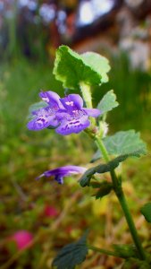 Flora Flower Plant Bellflower Family photo