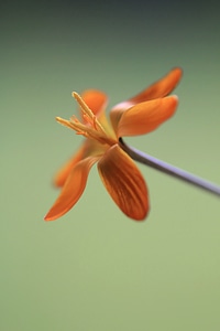 Plant blossom petal
