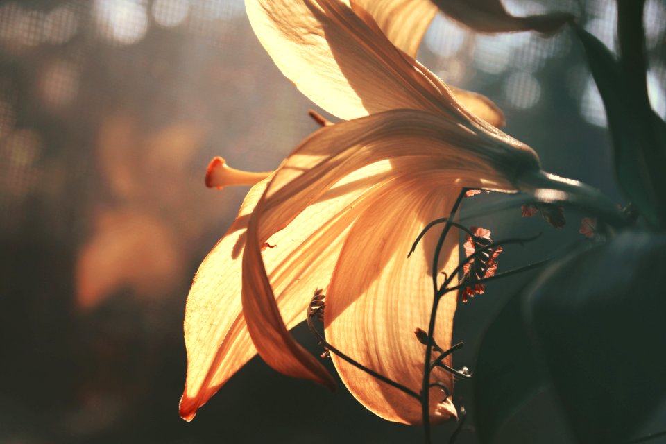 Plant Flora Flower Leaf