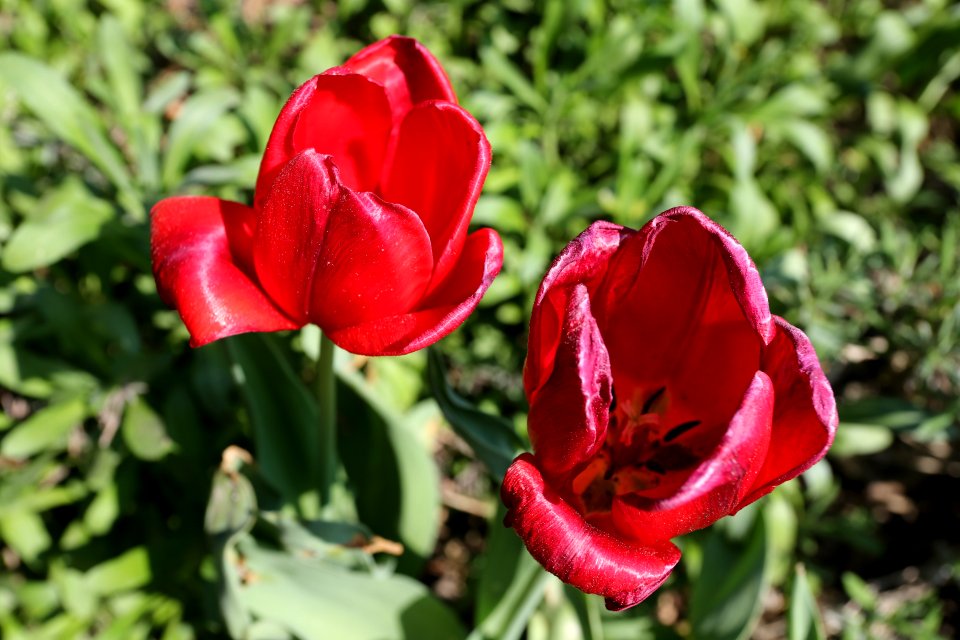 Flower Plant Flowering Plant Tulip