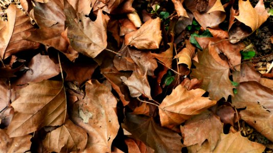 Leaf Autumn Deciduous Plant