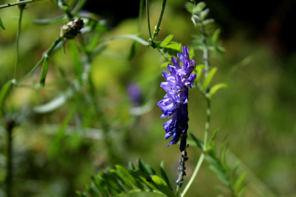 Flora Plant Pollinator Hyssopus