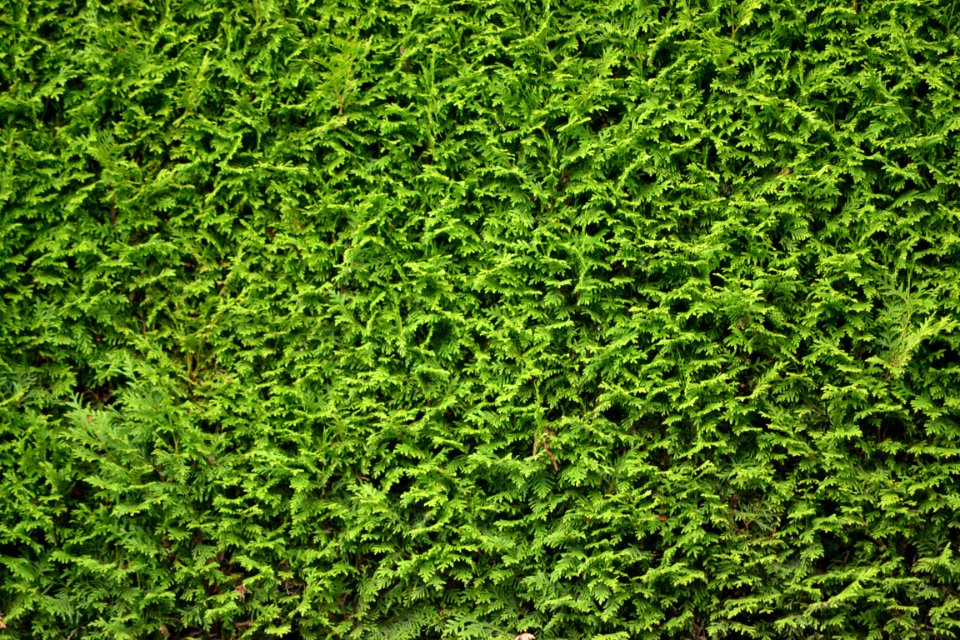 Green Grass Vegetation Plant