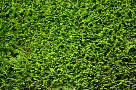 Green Grass Vegetation Plant