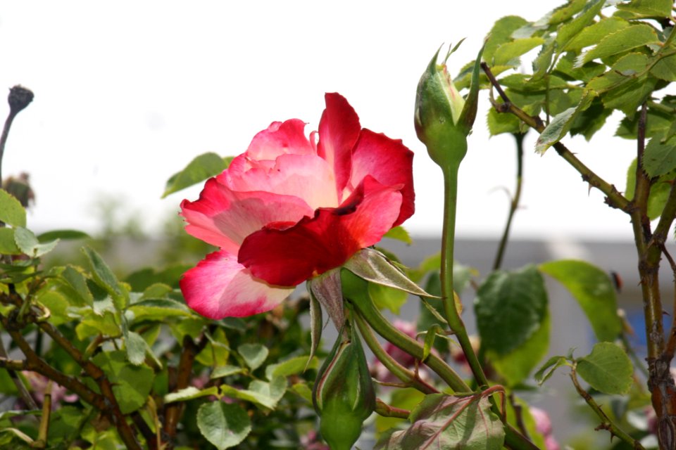 Flower Plant Rose Family Flowering Plant