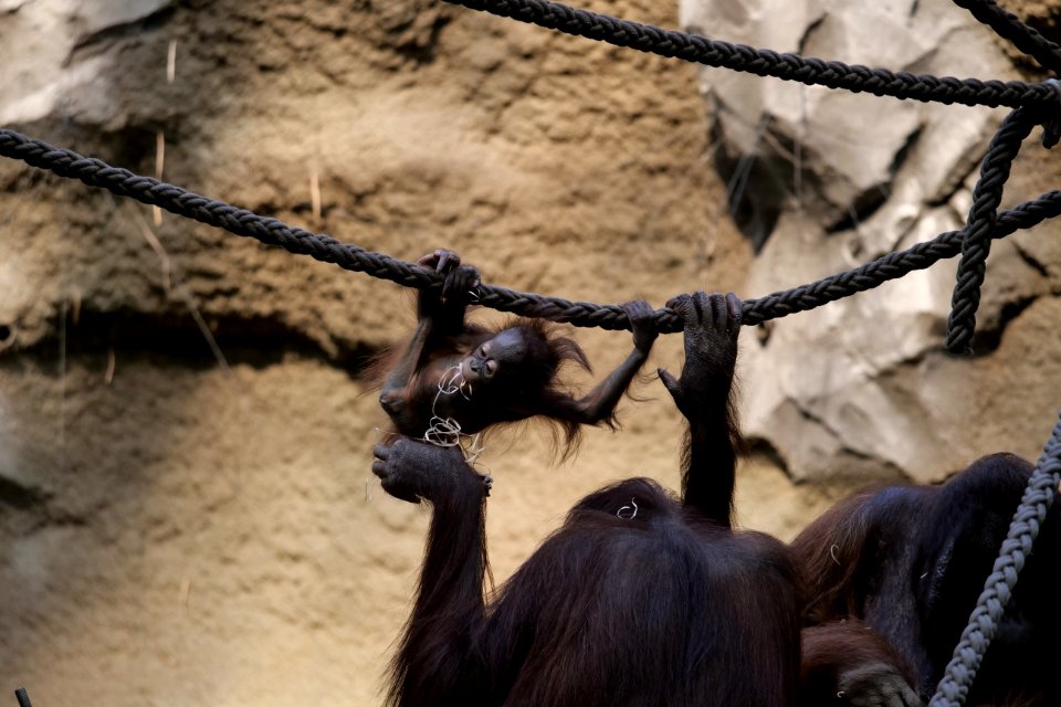 Fauna Zoo Primate Organism