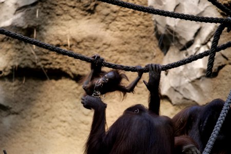 Fauna Zoo Primate Organism photo