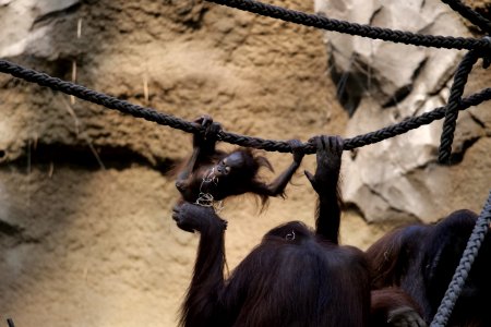 Fauna Zoo Primate Organism