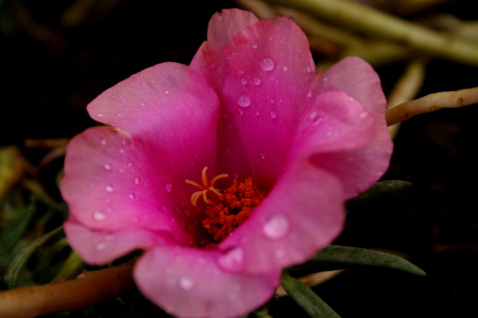 Flower Flowering Plant Plant Close Up photo