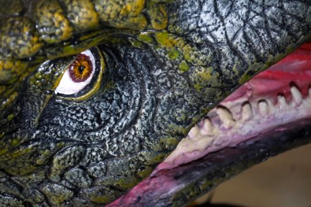 Reptile Close Up Turtle Organism