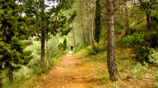 Path Ecosystem Woodland Nature Reserve