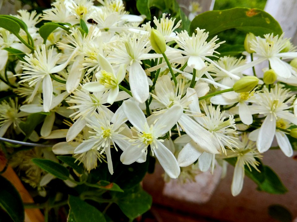 Plant Flower Flora Clematis