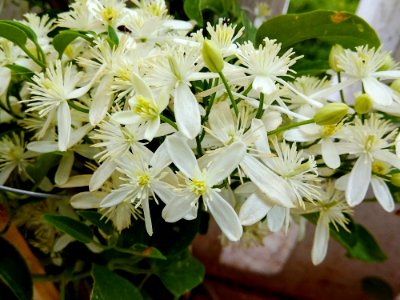 Plant Flower Flora Clematis