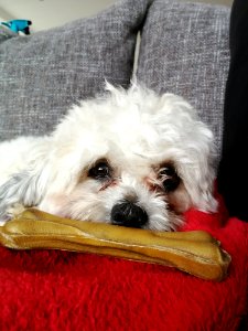 Dog Dog Like Mammal Dog Breed Maltese
